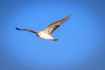 Ring Billed Gull (Larus delawarensis) in flight over an inland lake