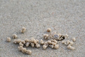 Fototapeta na wymiar Ghost crab, build a House on the beach. Ghost Crab habitat on sand. Animal concept.