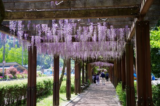 満開の藤棚の回廊