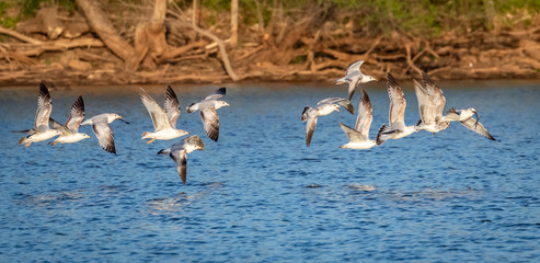 Ring Billed Gull (Larus delawarensis) in flight over an inland lake
