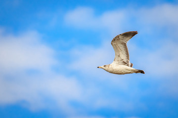Ring Billed Gull (Larus delawarensis) in flight over an inland lake