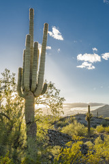 Desert Saguaros, Arizona