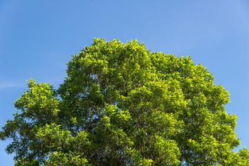bush green leaves and branches of treetop on blue sky for design and decoration