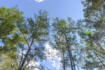 Obraz premium Low angle view bush green leaves and branches of pine tree with blue sky