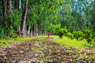 Hiking the Forest Trail