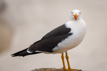 Obraz premium Seagull staring back