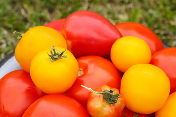 Tomatoes in metal bowl in garden, healthy nutrition