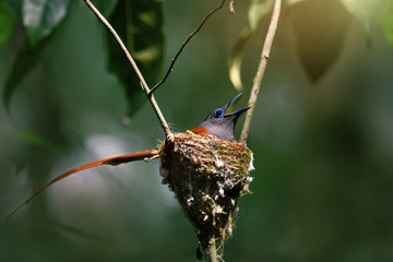 Bird incubating eggs ..Beautiful bird asian paradise flycatcher rufous plumage,male with long  tail and wide open bill  brooding eggs  in their nest..