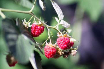 berries ripe juicy raspberries