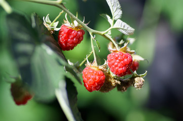berries ripe juicy raspberries