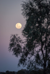 Full moon over gum tree, Australia