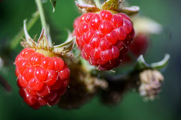 berries ripe juicy raspberries
