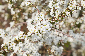 Spiraea thunbergii Sieb.