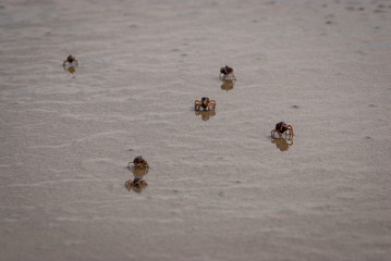 Crabs scuttling along the sand