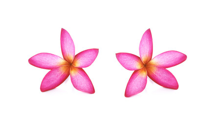 Obraz premium Pink Frangipani Plumeria flower
