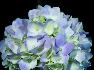 Close up Hydrengea flower.