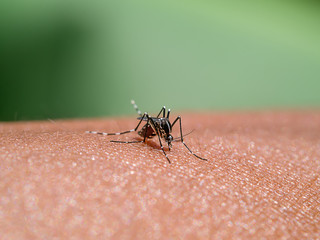Mosquitoes are sucking blood on the skin.
