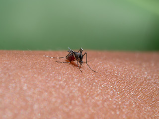 Mosquitoes are sucking blood on the skin.