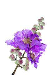 Lagerstroemia speciosa flower