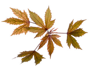 Close up leaf of  cranberry hibiscus