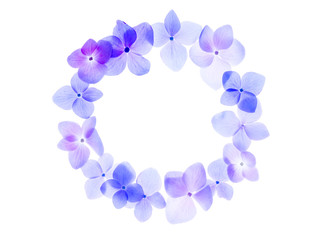 Close up Hydrengea flower.