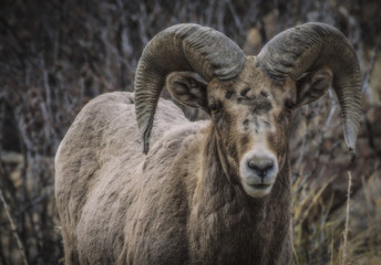 colorado big horn