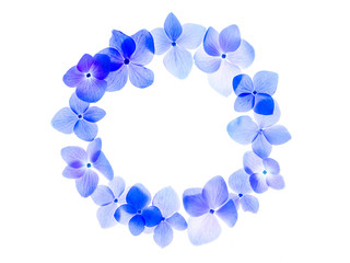 Close up Hydrengea flower.