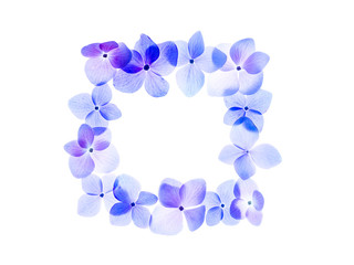 Close up Hydrengea flower.