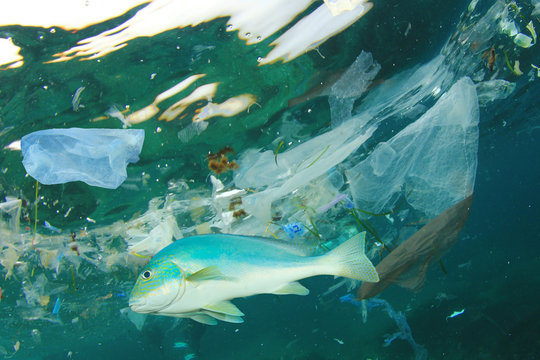 Fish and plastic pollution in sea. Microplastics contaminate seafood.  