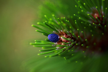 Fototapeta na wymiar Young blue cone on the pine-tree in the garden. Closeup.