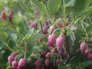 高山植物（ガクウラジロヨウラク）