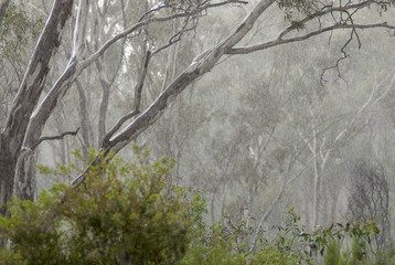 Rain burst in gum forest