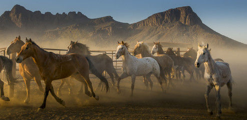 Galloping Horses herd - obrazy, fototapety, plakaty