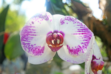 White orchid with purple edge blooming on branch hangiang on tree garden background	