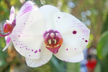 White orchid with purple dotted blooming on branch hangiang on tree garden background	