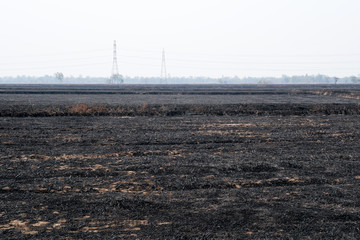 Burned Rice Straw Field, Desolate Landscape