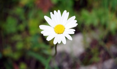 White flower