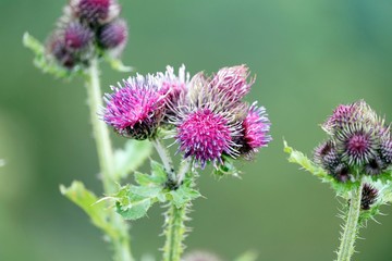 Thistle violet flowers