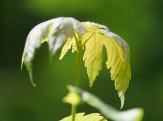 Beautiful green plant