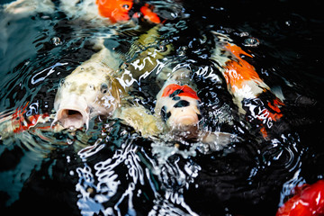 Close up koi carp fishes waiting for the food 