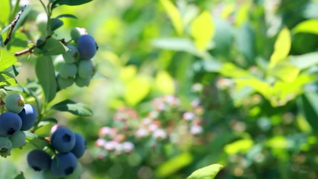 Branches of blueberries trees with ripe appetizing blueberries during harvesting. 