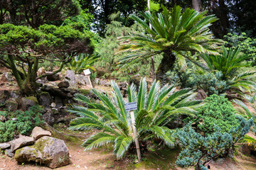 Cycas revoluta (sago palm, king sago, sago cycad, Japanese sago palm) in botanical garden