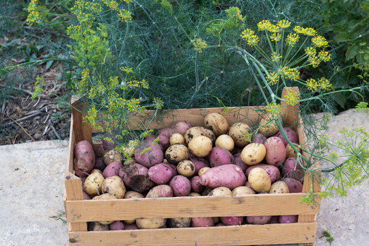 First harvest of pink young potatoes is collected in garden. Wooden box for vegetables, horseradish leaves, bush, roots. Close-up view. Concept of ecological nutrition, biological, vegetarian style