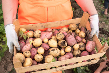 Young woman farmer in orange work clothes digs potatoes for food. First crop of pink young potatoes collected in the garden. Concept of ecological nutrition, biological, vegetarian style