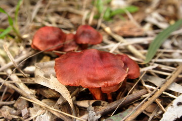 Mushroom Fungus