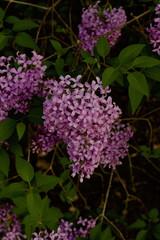 Obraz premium Close up view of beautiful Chines lilac blossoms in full bloom