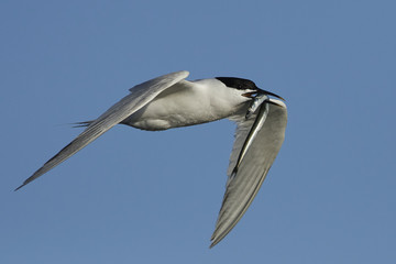Sandwich tern (Thalasseus sandvicensis)