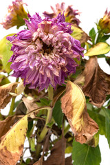 faded pink peony or paeonia lactiflora plant on white background