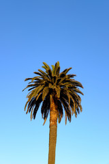 Fototapeta premium Palm trees and blue skies.
