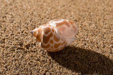 side veiw conch shell on sand